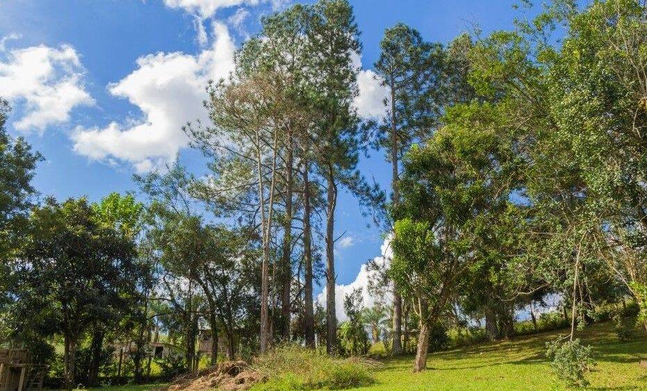 Sítio, 7 quartos, 3 hectares - Foto 9