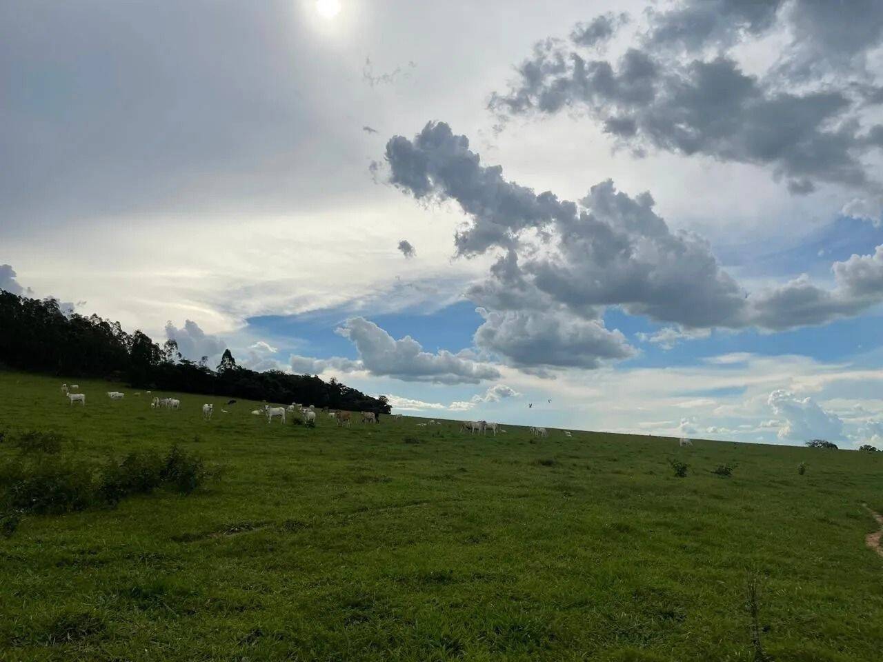 Fazenda, 48 hectares - Foto 81