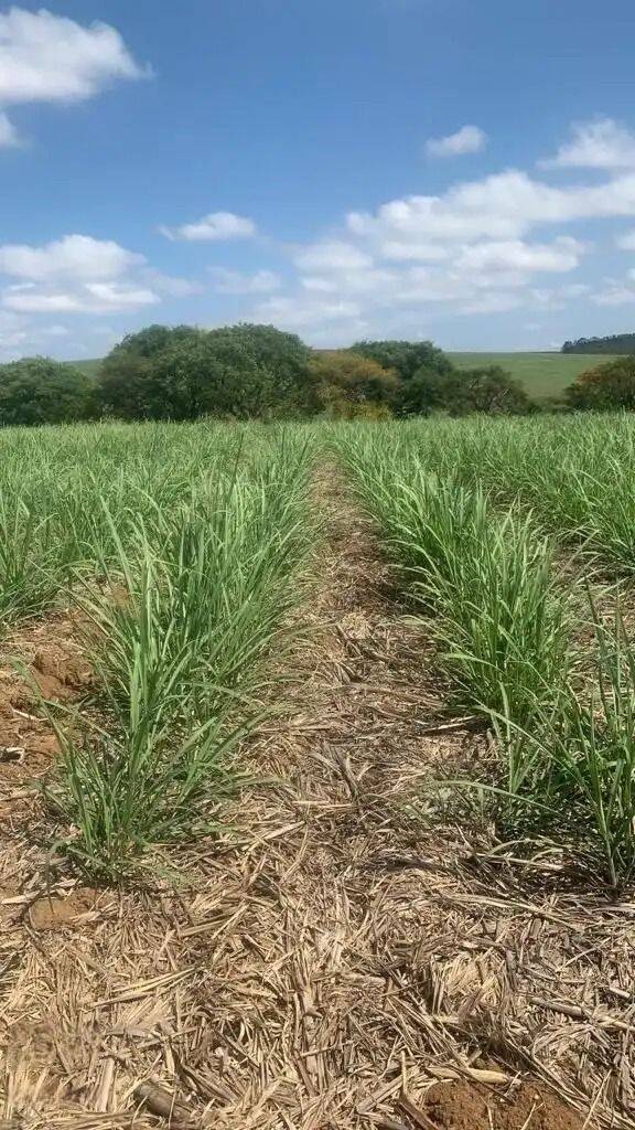 Terreno, 231 hectares - Foto 5