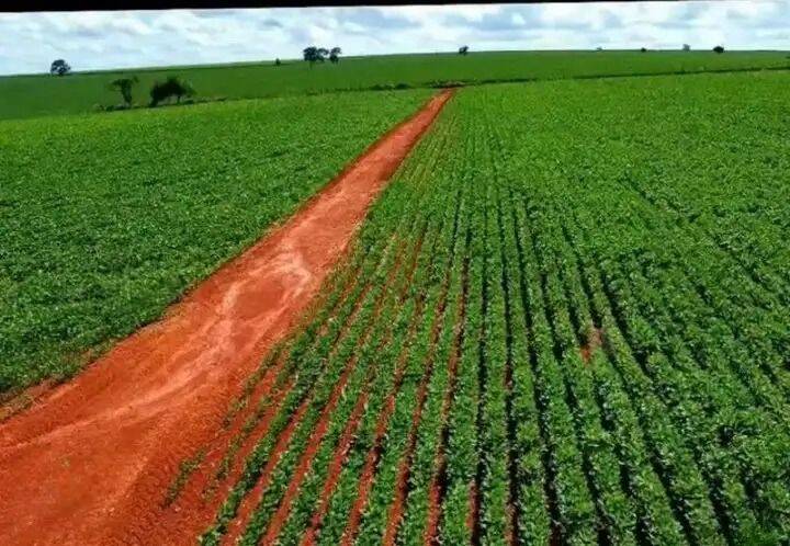 Terreno, 231 hectares - Foto 6