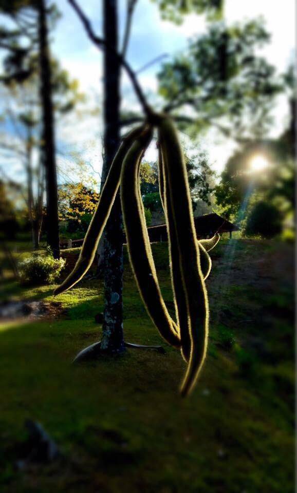 Sítio, 2 quartos, 2 hectares - Foto 5