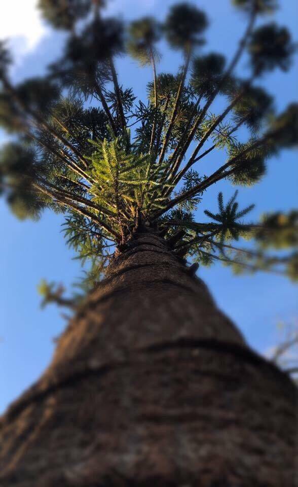 Sítio, 2 quartos, 2 hectares - Foto 6