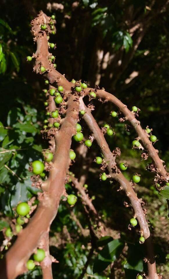 Sítio, 2 quartos, 2 hectares - Foto 7