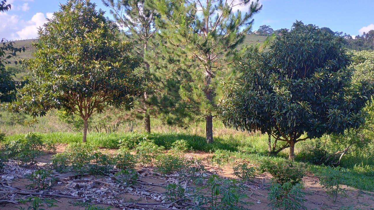 Sítio, 3 quartos, 3 hectares - Foto 26