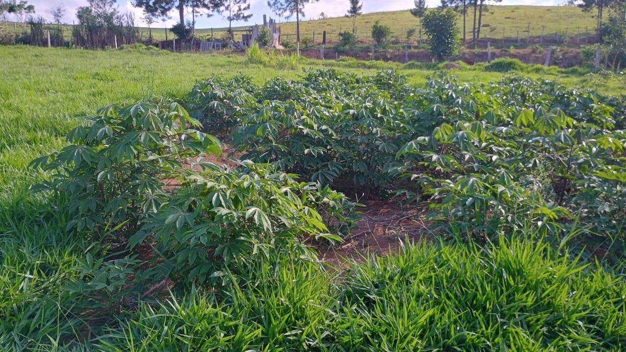 Sítio, 3 quartos, 3 hectares - Foto 32