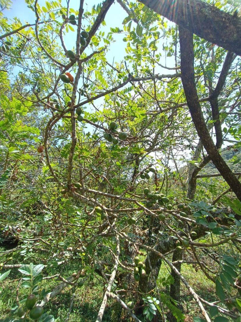 Sítio, 7 quartos, 8 hectares - Foto 11