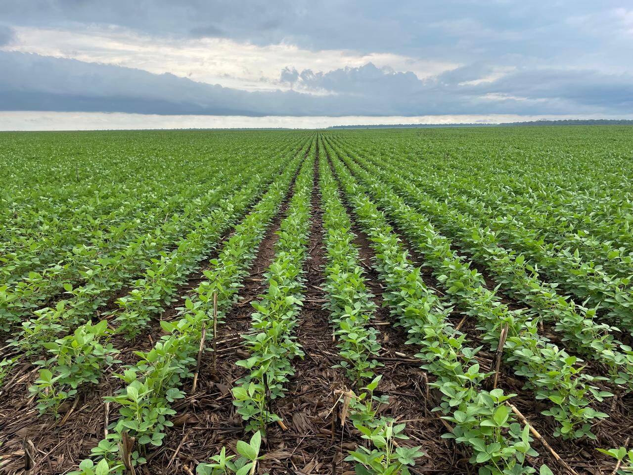 Terreno, 7236 hectares - Foto 4