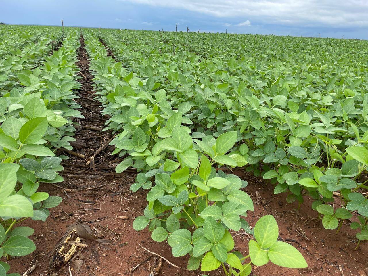 Terreno, 7236 hectares - Foto 8
