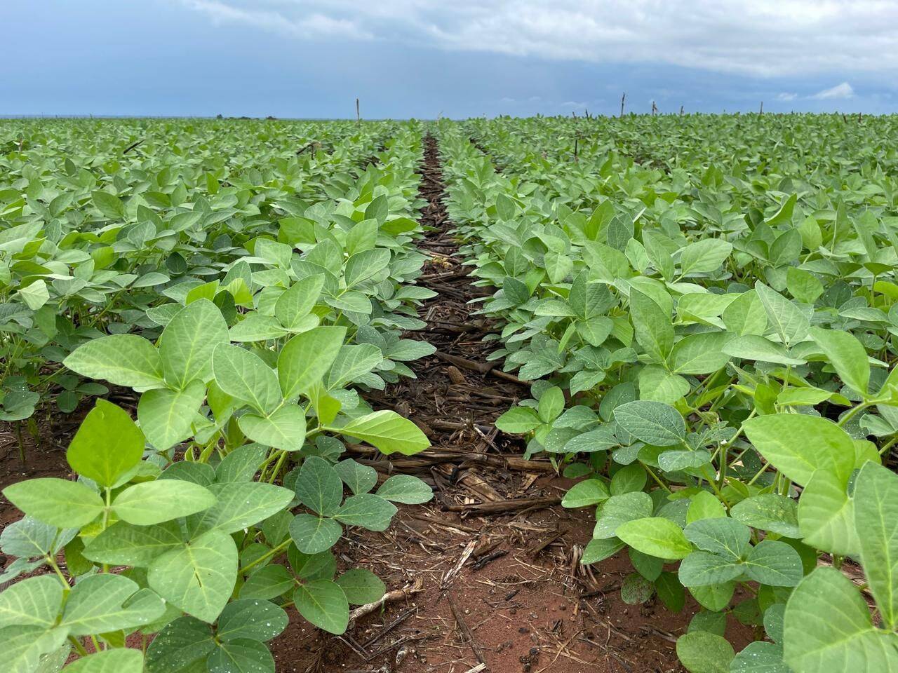 Terreno, 7236 hectares - Foto 9