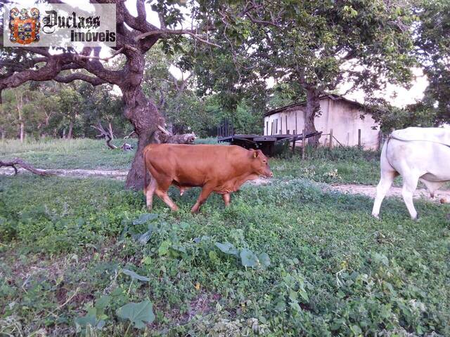 #FA0011 - Fazenda para Venda em Arinos - MG - 3