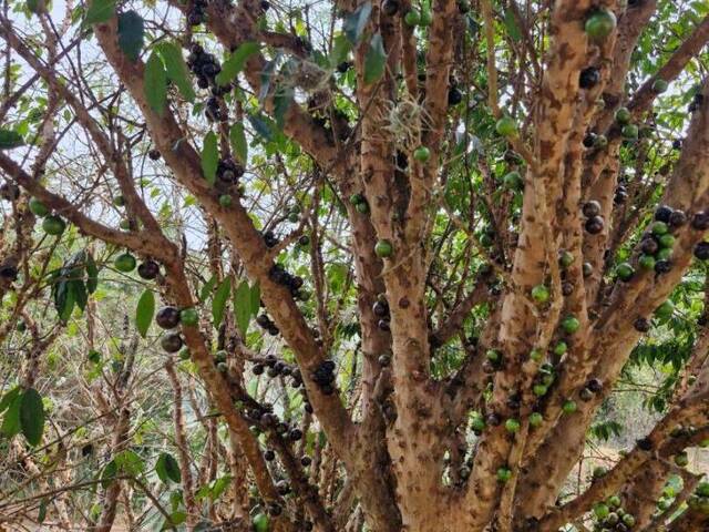 Chácara para Venda em Pedra Bela - 4