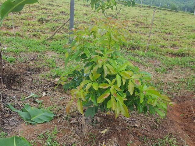 Chácara para Venda em Toledo - 4