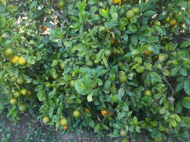 Chácara para Venda em Toledo - 5