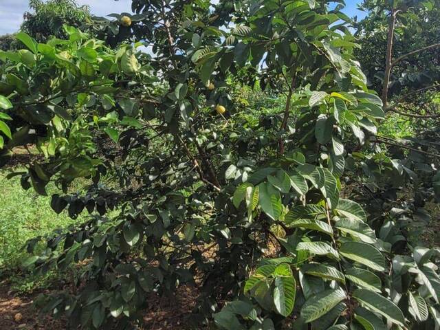 Sítio para Venda em Monte Mor - 5