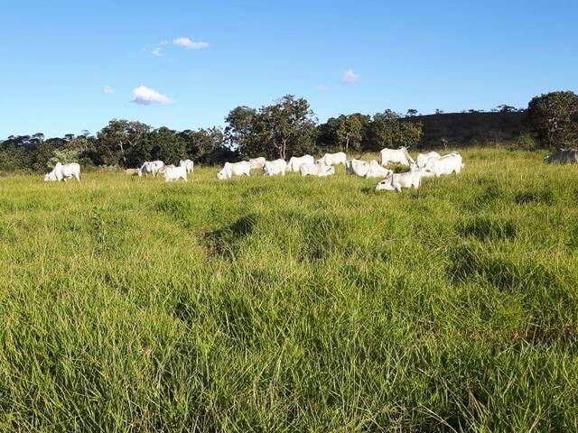 Fazenda para Venda em Arinos - 2