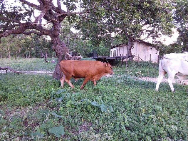 Fazenda para Venda em Arinos - 4