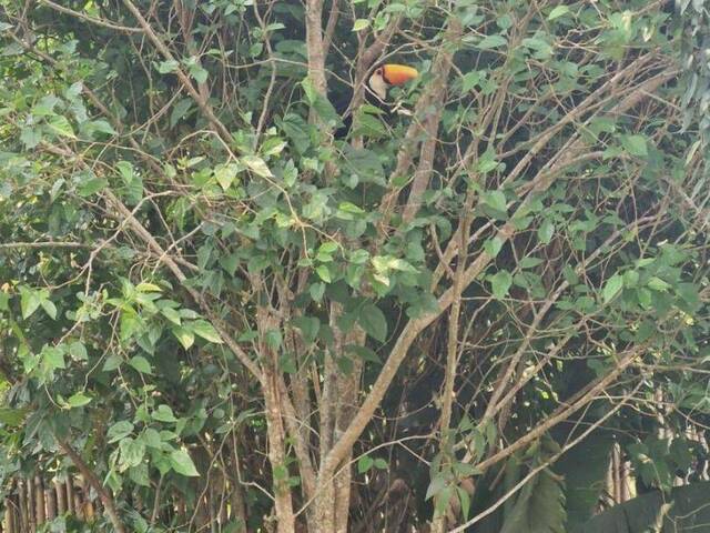 Chácara para Venda em Pedra Bela - 5