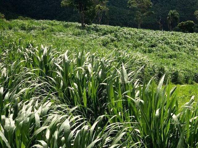 Fazenda para Venda em Jambeiro - 3