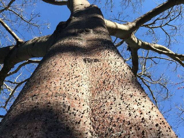 Sítio para Venda em Extrema - 4