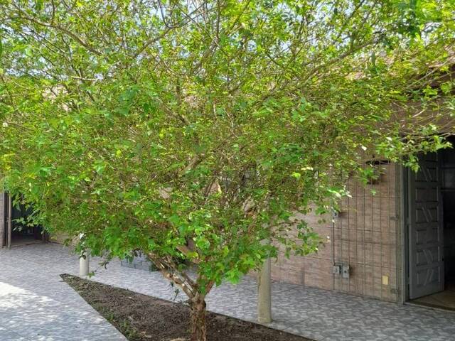 Casa para Venda em Itanhaém - 3