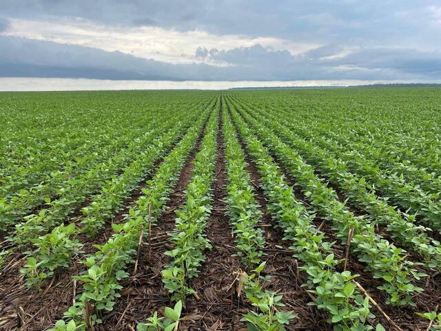 Fazenda para Venda em Querência - 4