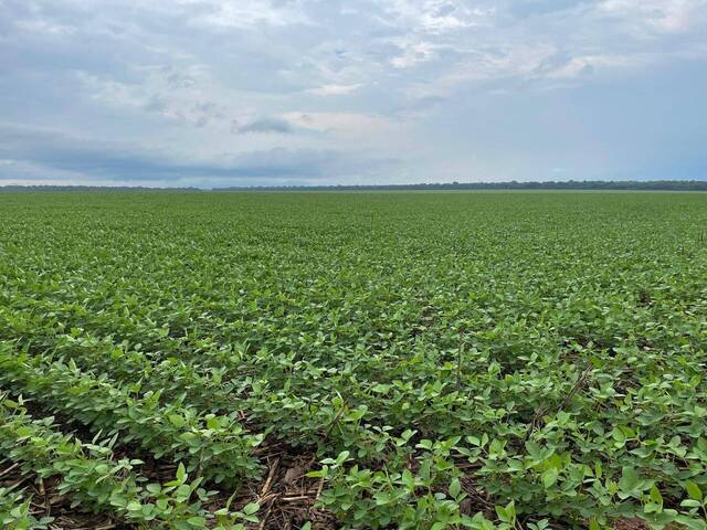 Fazenda para Venda em Querência - 5