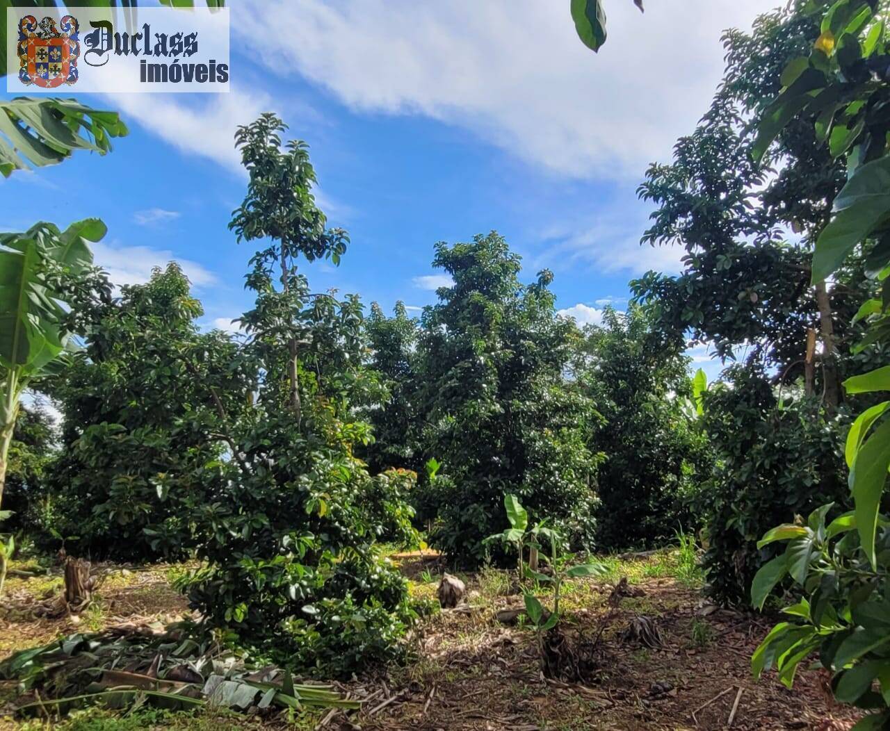 Sítio à venda com 2 quartos, 44500m² - Foto 40