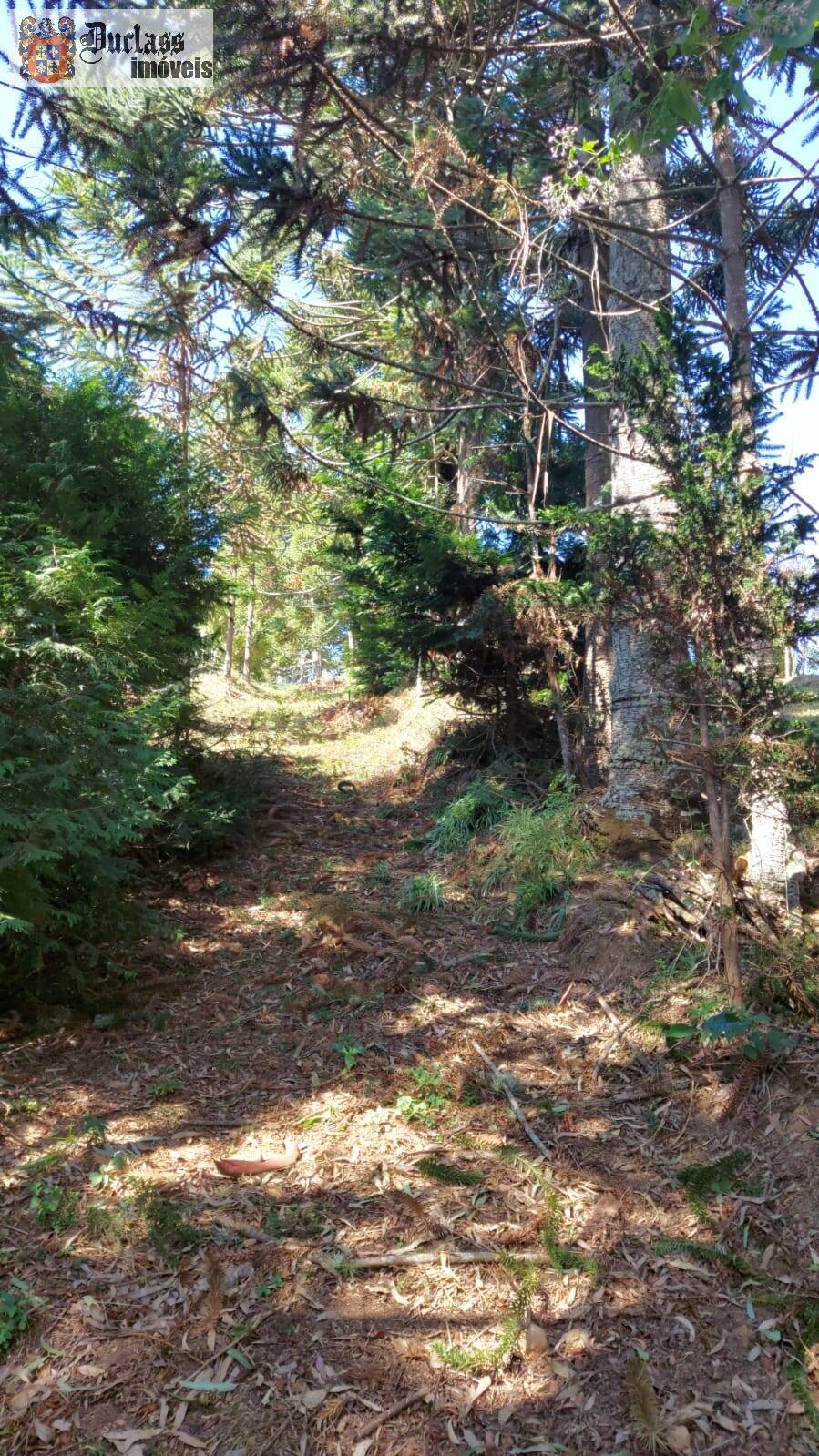 Sítio à venda com 1 quarto, 180m² - Foto 15