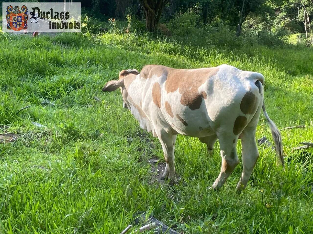 Prédio Inteiro à venda, 60000m² - Foto 10