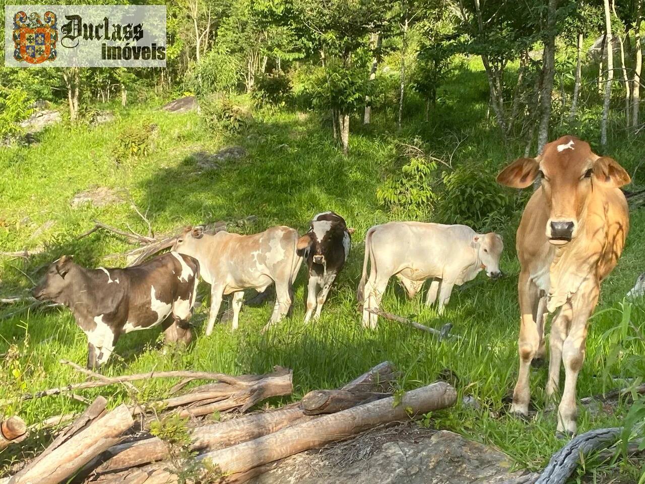 Prédio Inteiro à venda, 60000m² - Foto 13