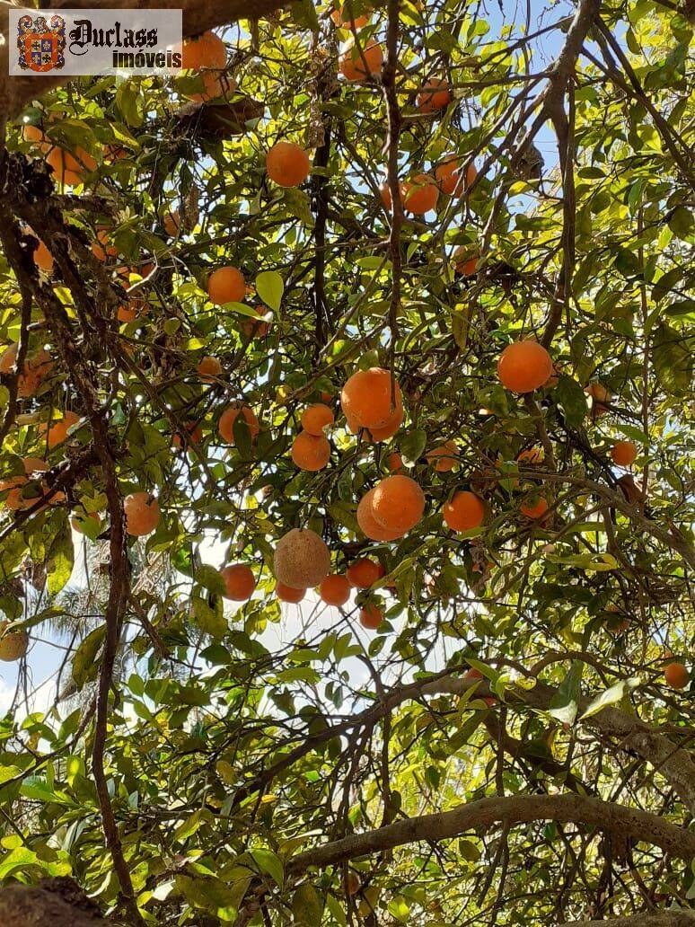 Chácara, 6 quartos, 2 hectares - Foto 9