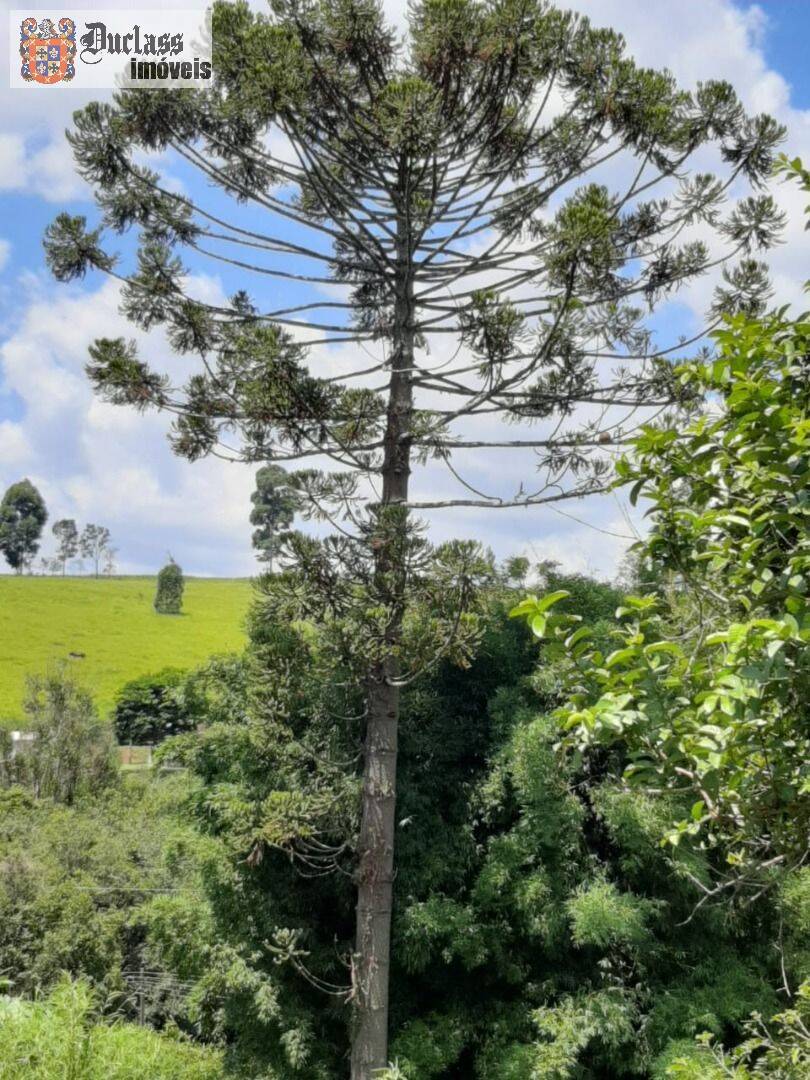 Chácara, 6 quartos, 2 hectares - Foto 23