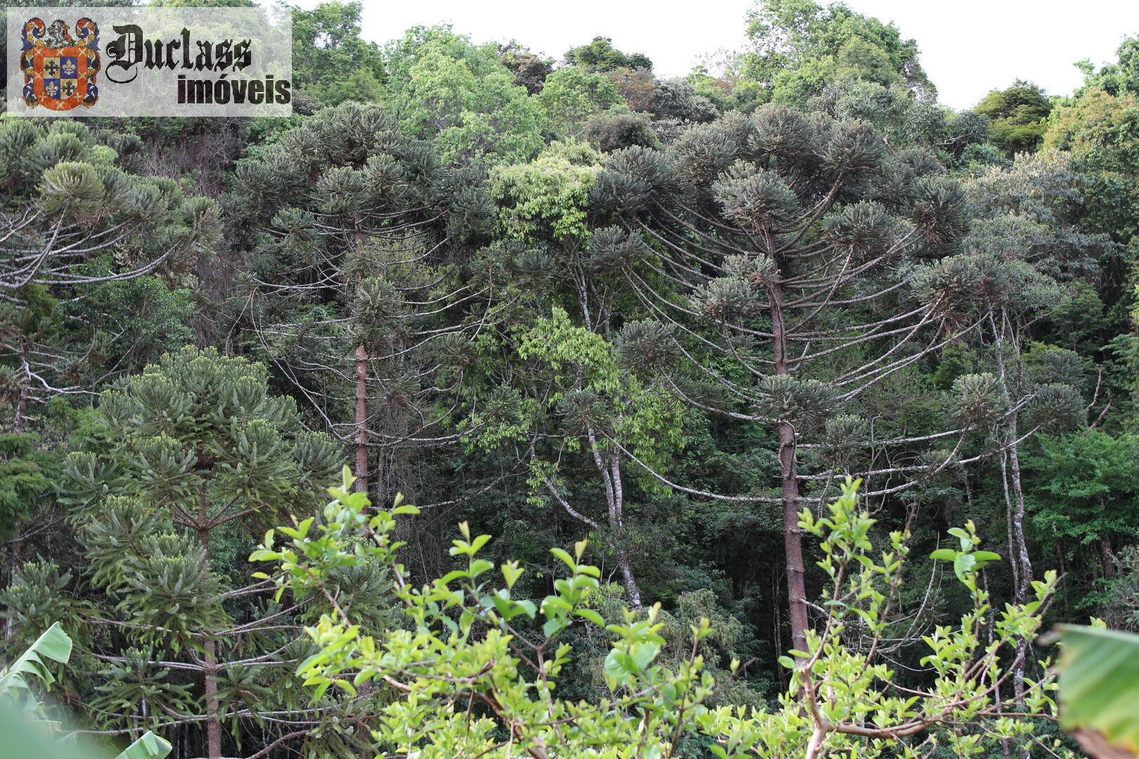 Fazenda à venda com 19 quartos, 1859m² - Foto 198