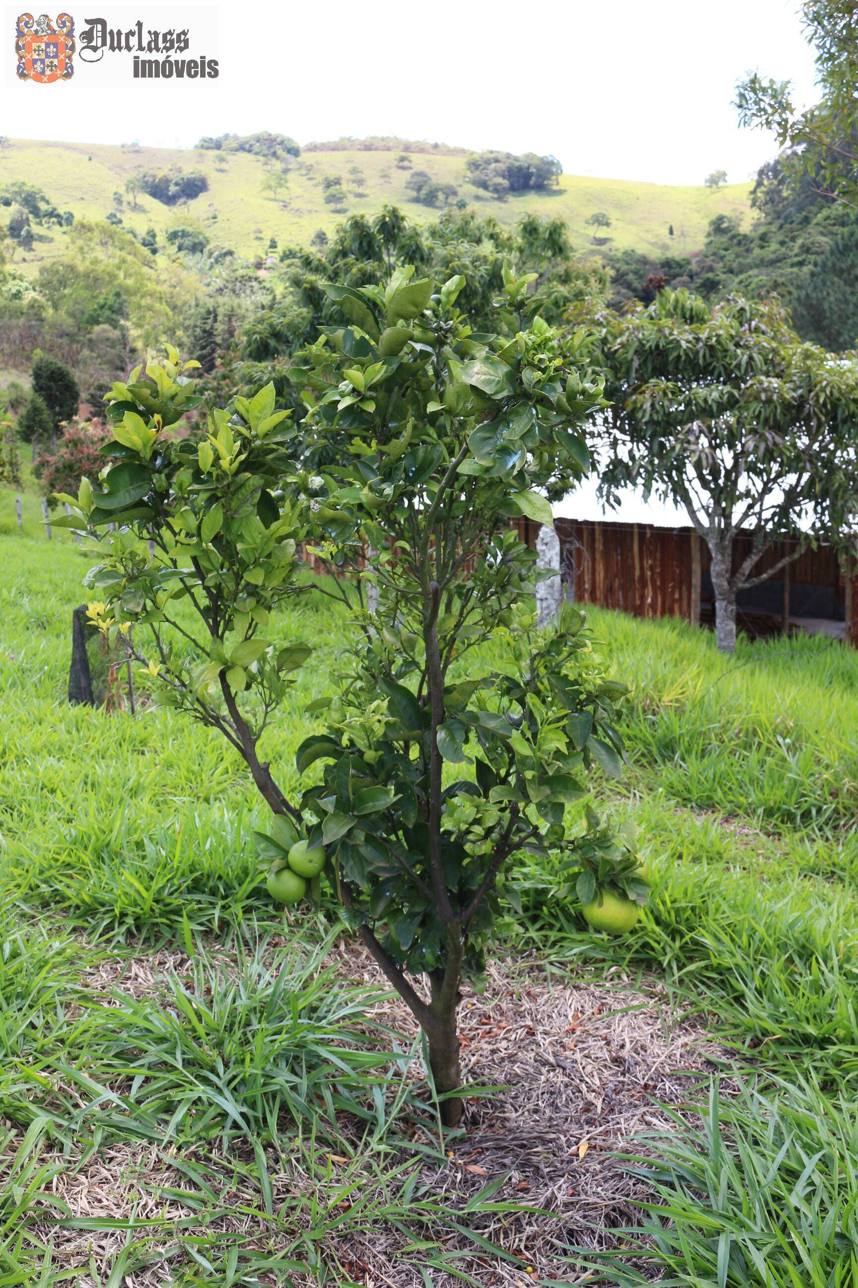 Fazenda à venda com 19 quartos, 1859m² - Foto 241