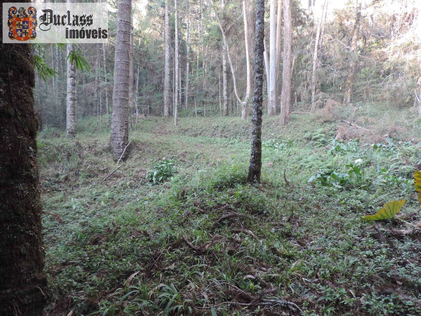 Sítio, 2 quartos, 100 m² - Foto 8