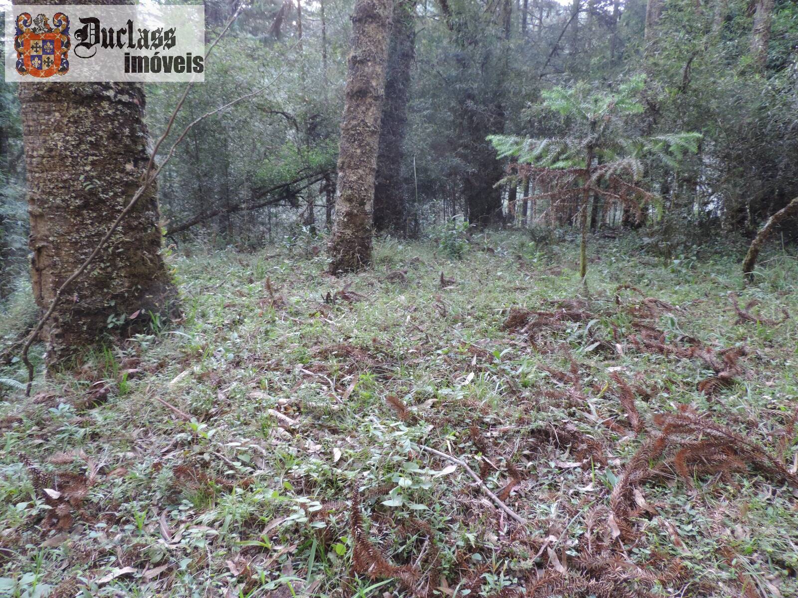 Sítio, 2 quartos, 100 m² - Foto 9