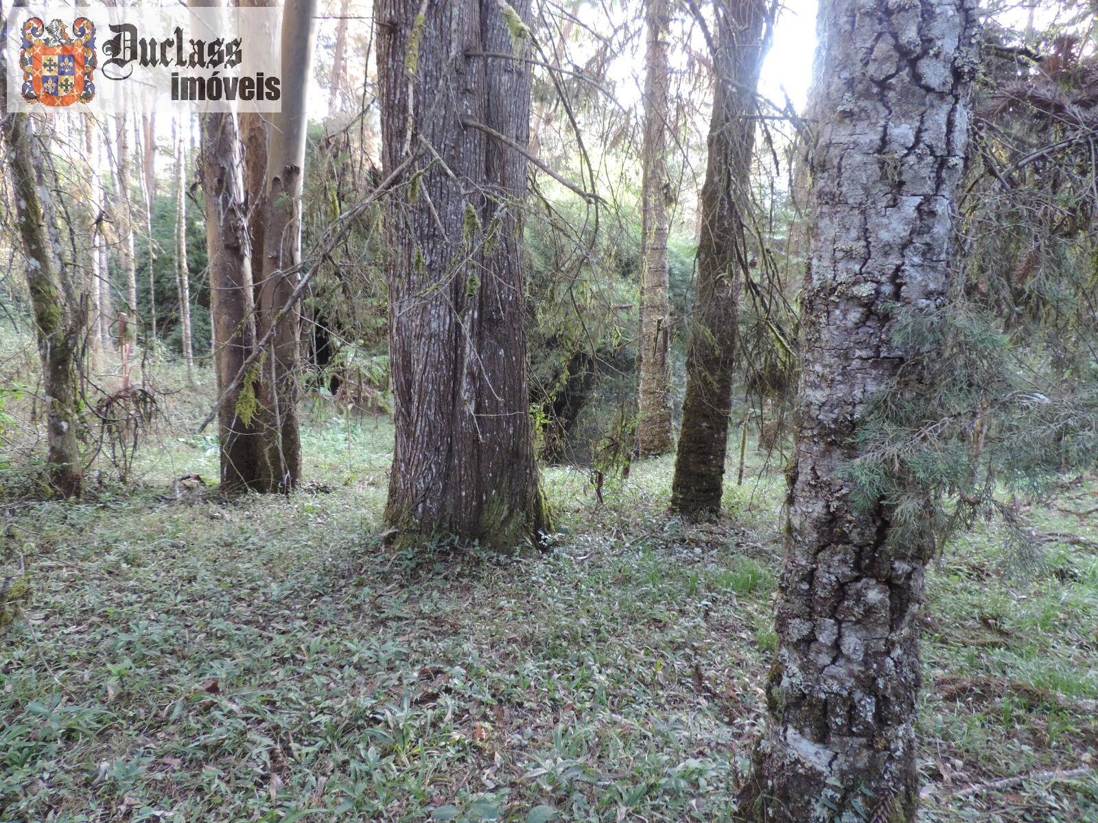 Sítio, 2 quartos, 100 m² - Foto 10