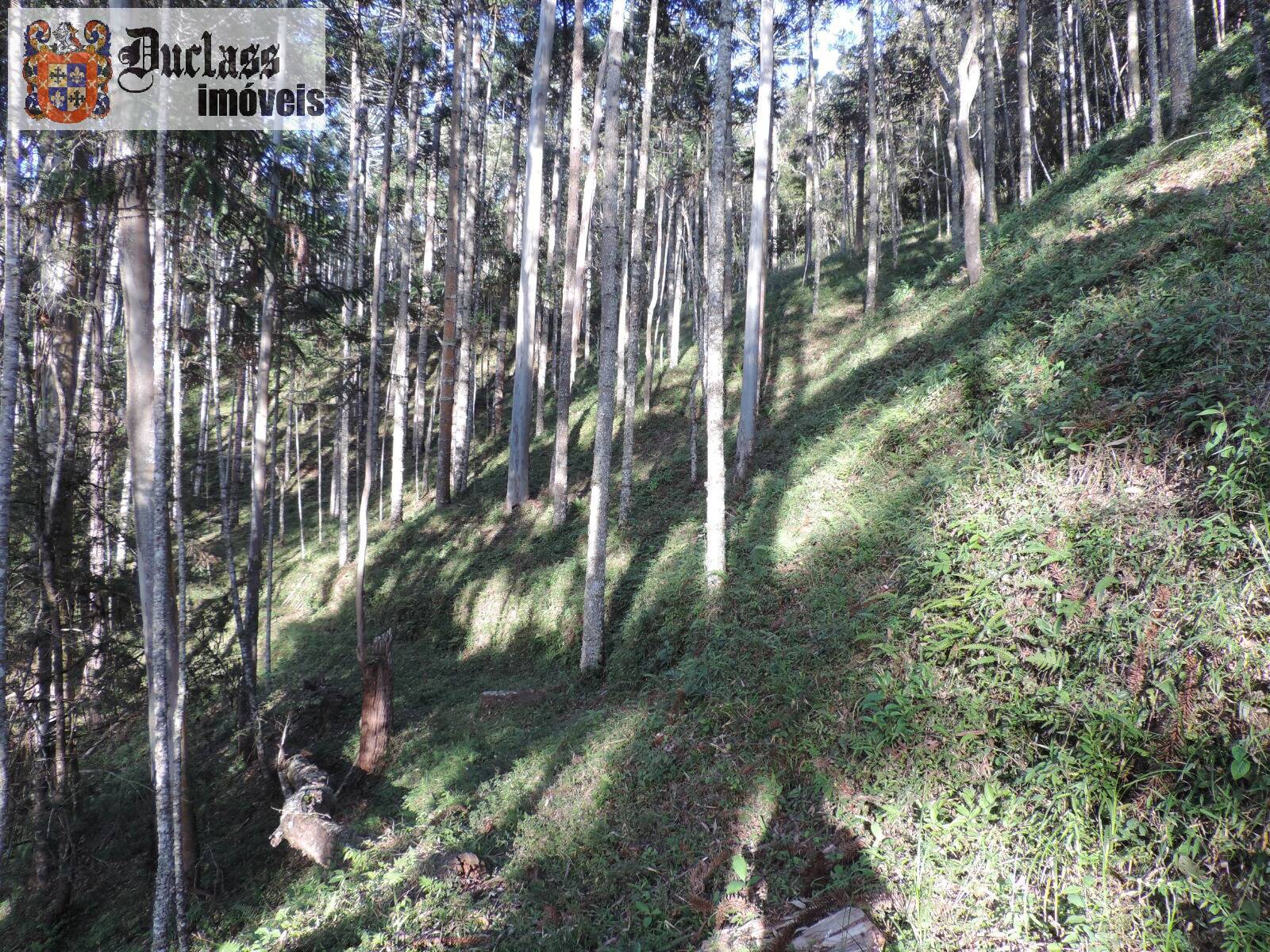 Sítio, 2 quartos, 100 m² - Foto 13