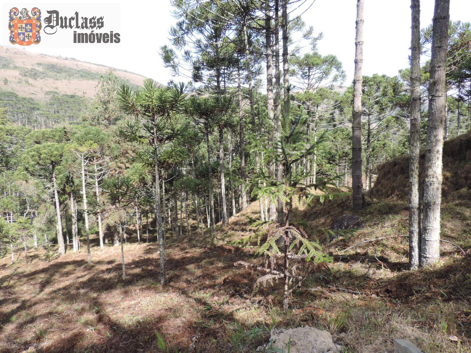 Sítio, 2 quartos, 100 m² - Foto 27