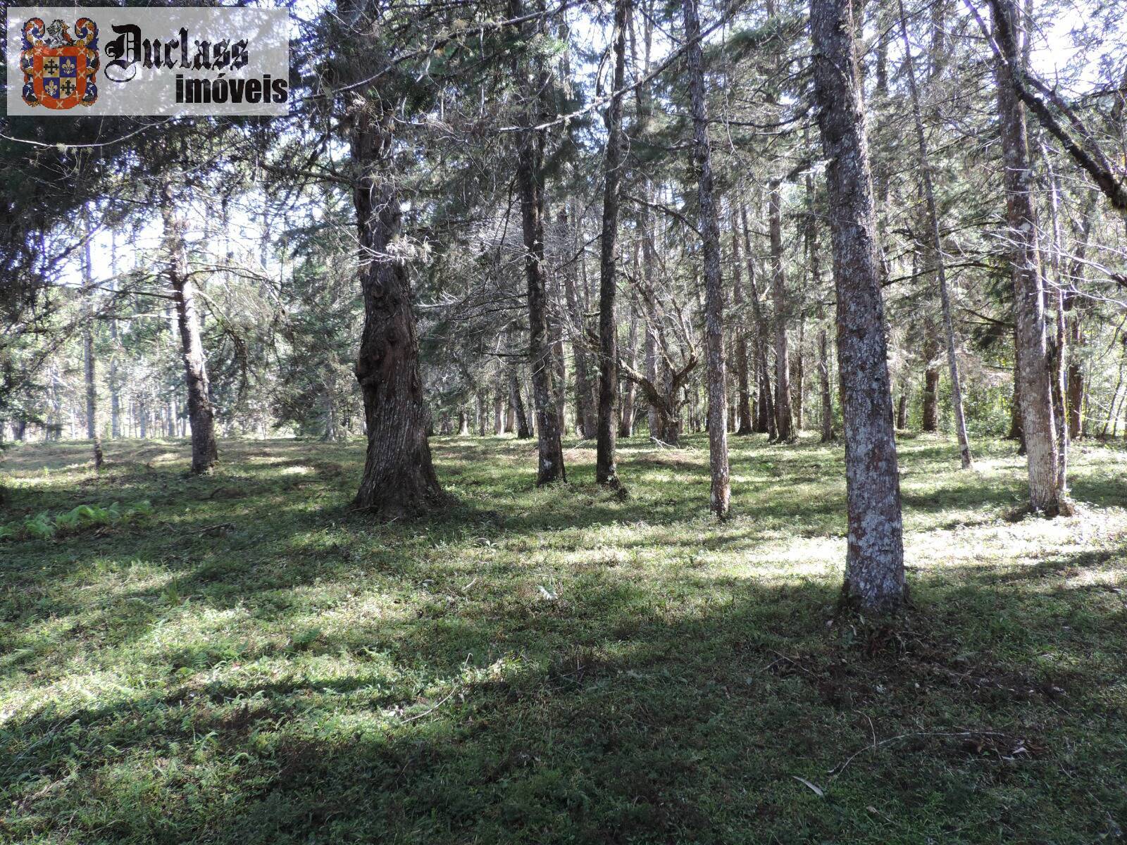 Sítio, 2 quartos, 100 m² - Foto 31