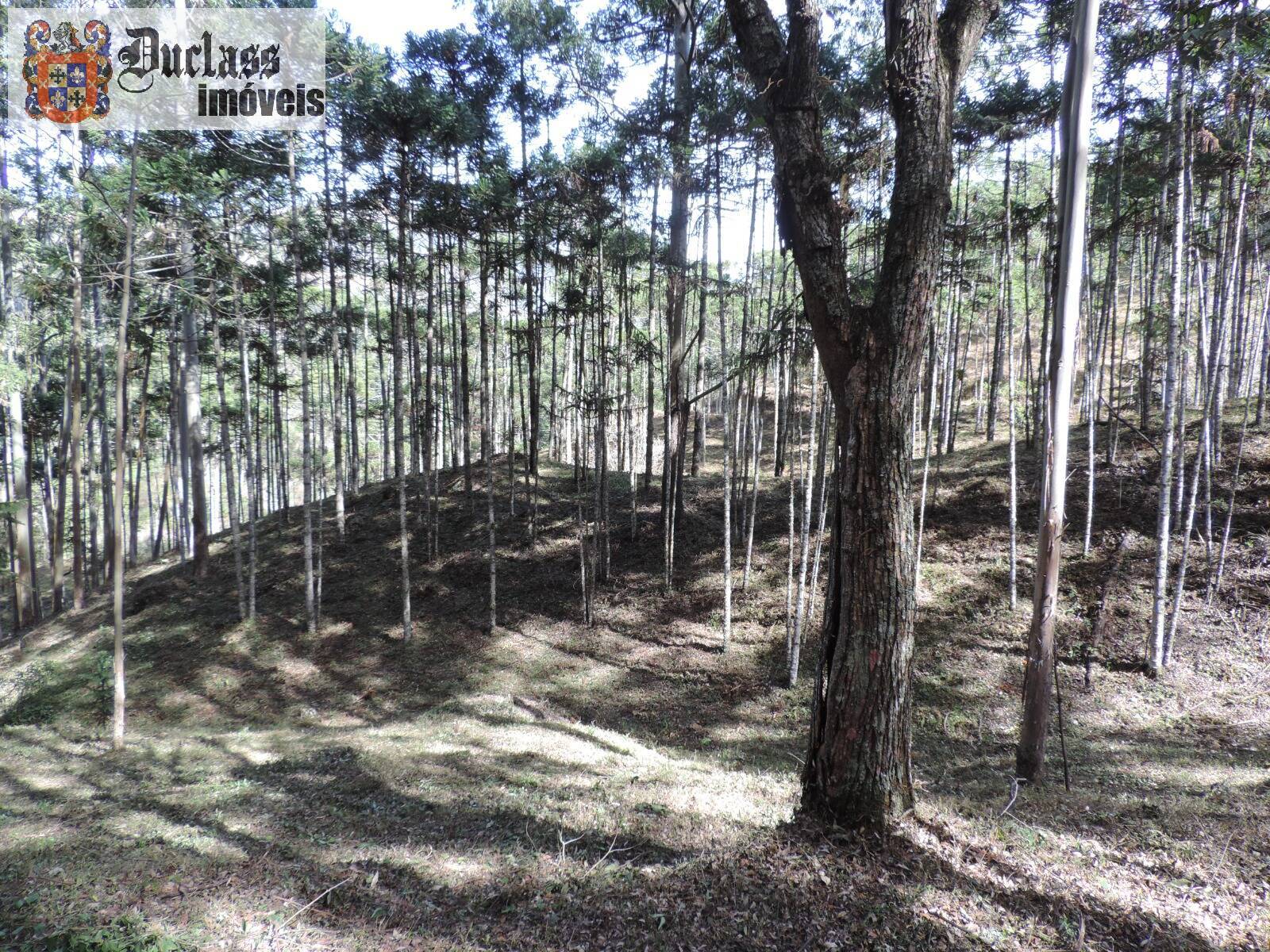 Sítio, 2 quartos, 100 m² - Foto 33