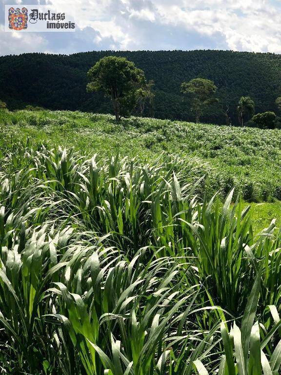 Terreno, 218 hectares - Foto 3