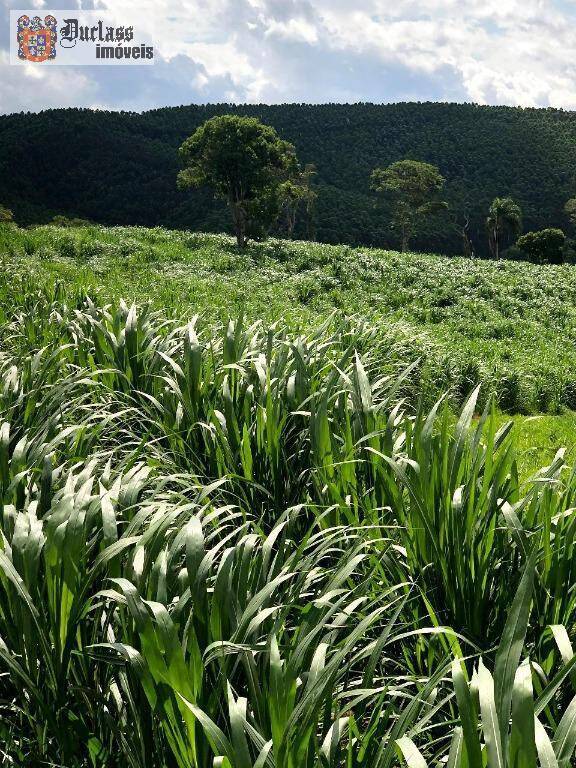 Terreno, 218 hectares - Foto 4