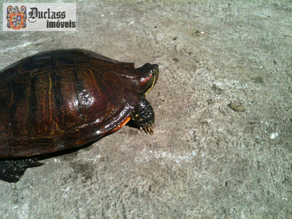 Sítio, 14 quartos, 3 hectares - Foto 56