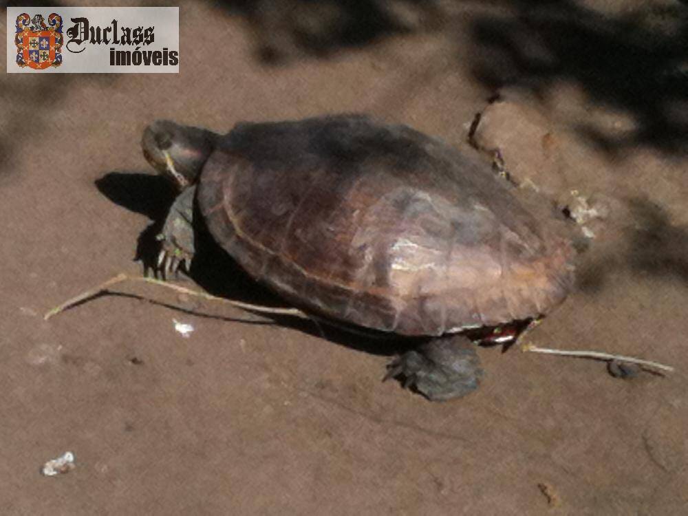 Sítio, 14 quartos, 3 hectares - Foto 58