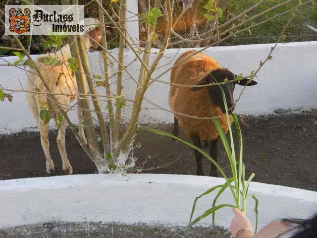 Sítio, 14 quartos, 3 hectares - Foto 109