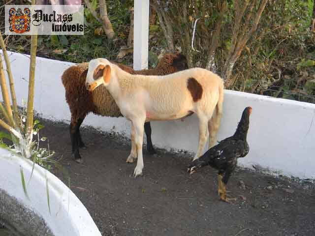 Sítio, 14 quartos, 3 hectares - Foto 108