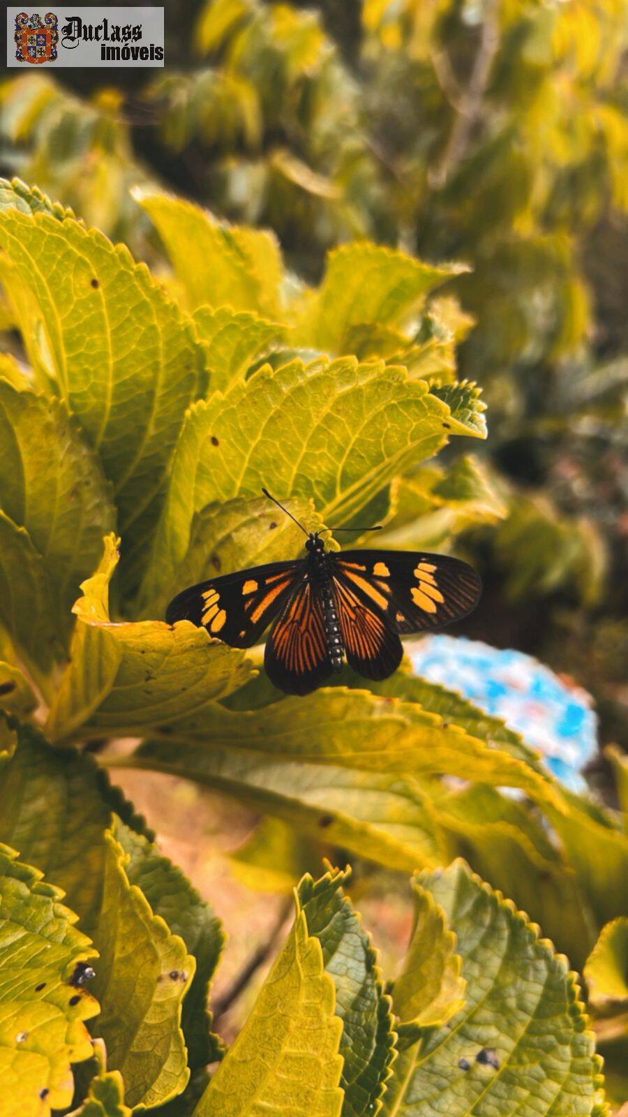 Chácara, 3 quartos, 2000 m² - Foto 8