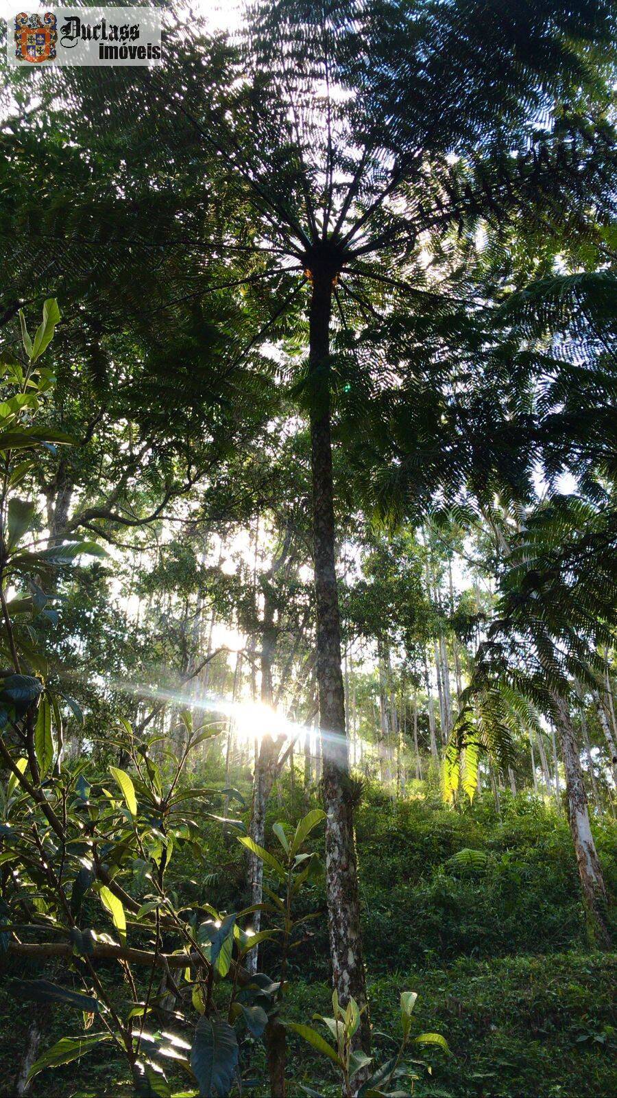 Chácara, 3 quartos, 2000 m² - Foto 28