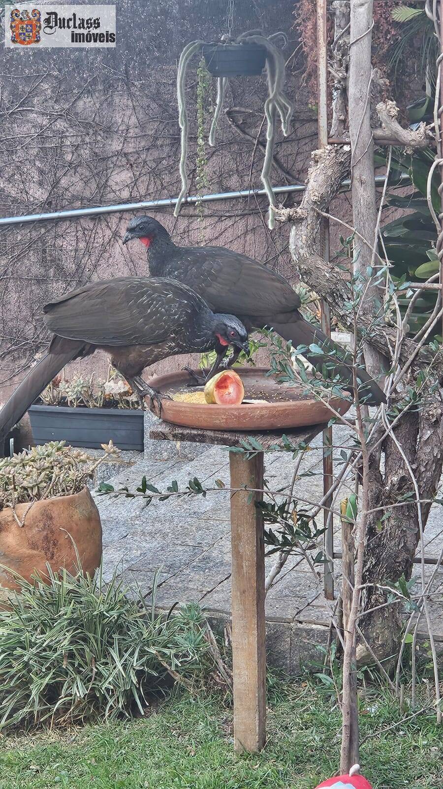 Chácara, 4 quartos, 1080 m² - Foto 15